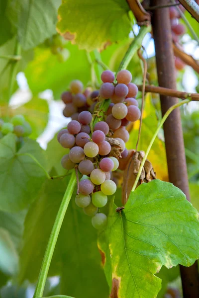 Ramo de uvas con bayas rosas y verdes en la garde — Foto de Stock