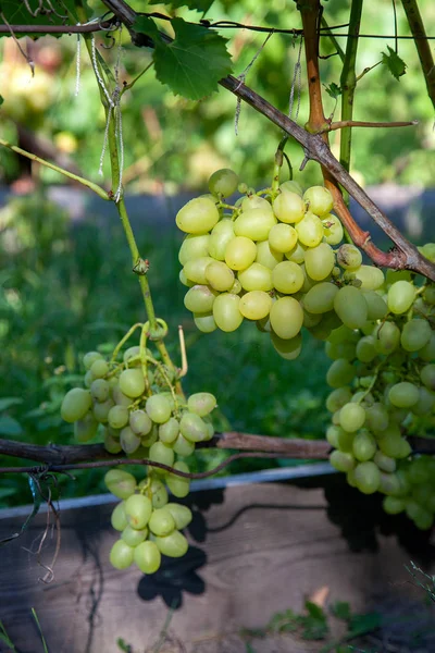 Une grappe de raisins verts dans la garde — Photo