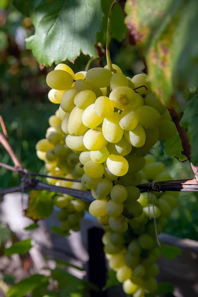 Um bando de uvas verdes na garde — Fotografia de Stock