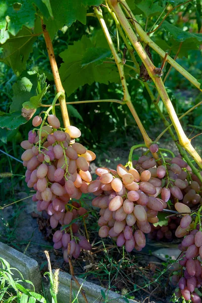 Букет розового винограда с большими ягодами в саду — стоковое фото