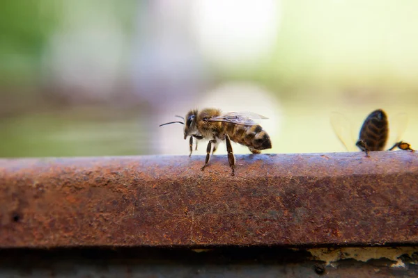 Close up of a curious bee in the human worl — Stock Photo, Image