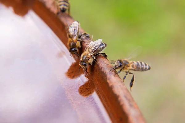 Zbliżenie pszczoły pić wodę na brązowym Vintage backgron — Zdjęcie stockowe