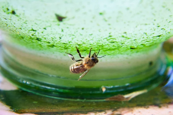 Primer plano de la bebida de abeja wate — Foto de Stock
