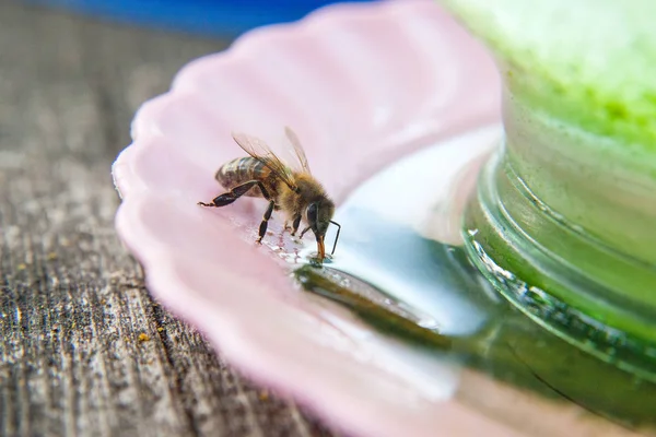 Primer plano de la bebida de abeja wate — Foto de Stock