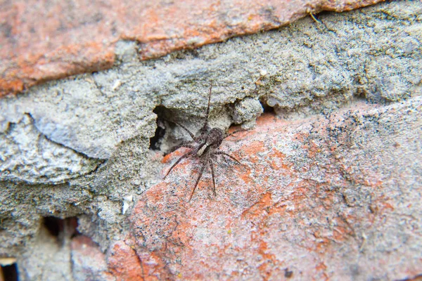 벽돌등에 붙어 있는 작은 거미를 가까이 서 본 모습 — 스톡 사진