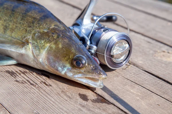 Zander d'acqua dolce e attrezzature da pesca si trova su backgroun in legno — Foto Stock