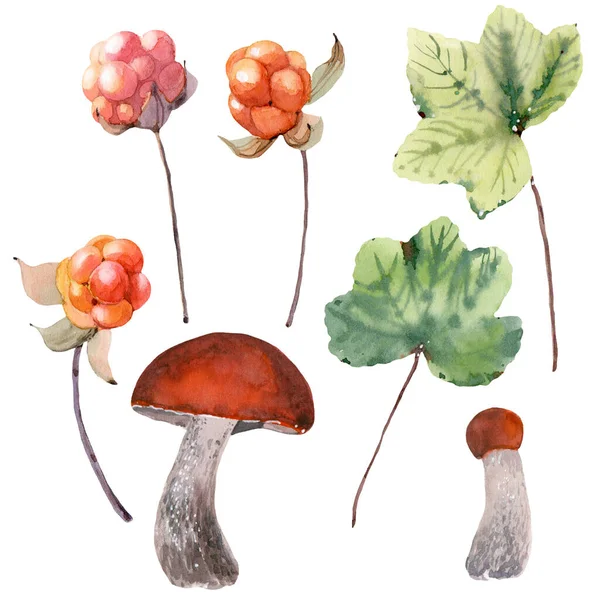 Ilustração Aquarela Com Bagas Folhas Plantas Bagas Nórdicas Cloudberry — Fotografia de Stock