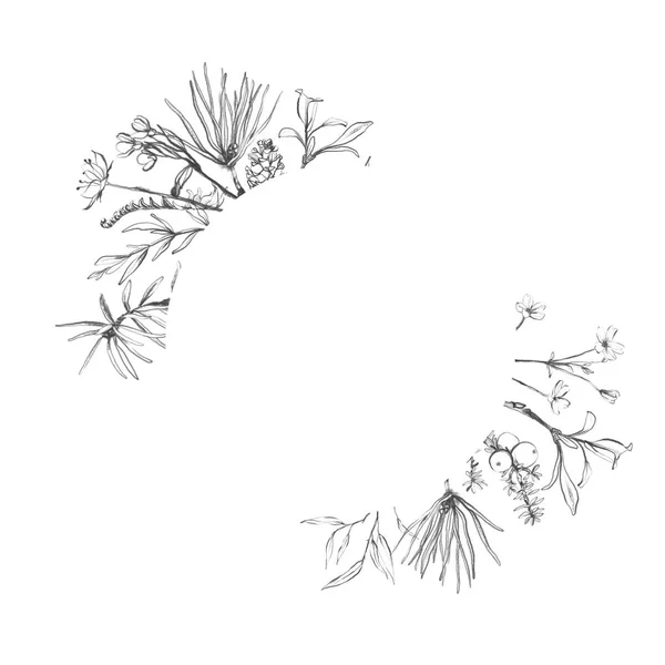 Колекція Графічних Трав Ідеально Підходить Весільного Дизайну Запрошення Листівки Листівки — стокове фото