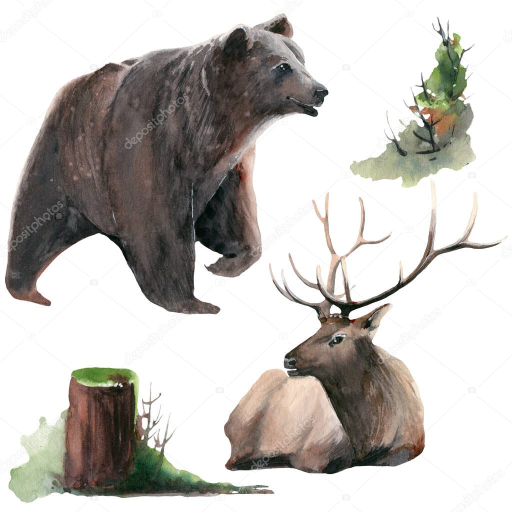 watercolor illustrations with siberian animal and plants. Deer, bear, moss, fir, pine.