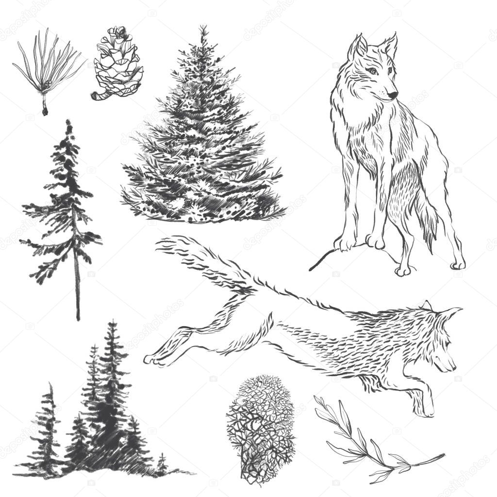 Graphic wolf and northen trees. Perfect for cards, poster, prints.