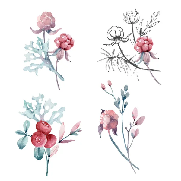 Akvarell Illusztráció Bogyókkal Levelekkel Nordic Növények Bogyók Cloudberry — Stock Fotó