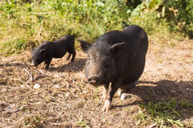 Bebek yaban domuzu. Yabani domuz veya çayır üzerinde yürüyen domuz.