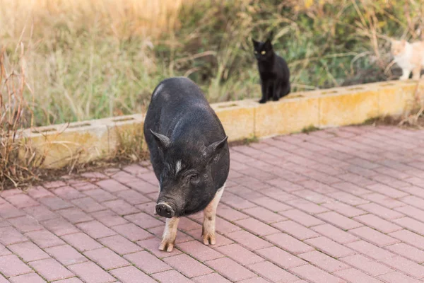 Schwarzwild oder Schwein aus nächster Nähe. Wildtiere in natürlichem Lebensraum — Stockfoto