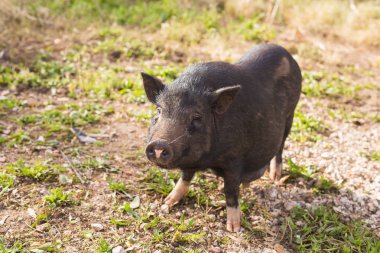 Yaban domuzu ya da domuz. Doğal yaşam ortamında vahşi yaşam