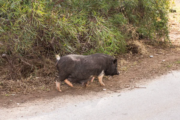 Sanglier noir ou porc sauvage. Faune dans l'habitat naturel — Photo