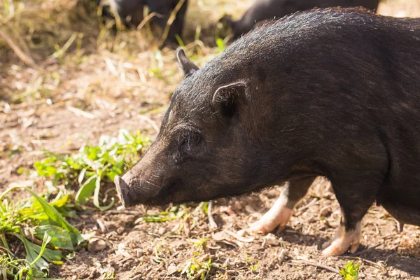 Jabalí negro salvaje o cerdo de cerca. Vida silvestre en hábitat natural — Foto de Stock
