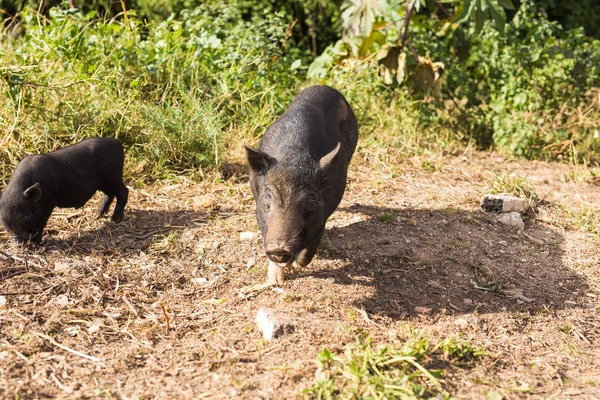 Wildschweinbaby — Stockfoto