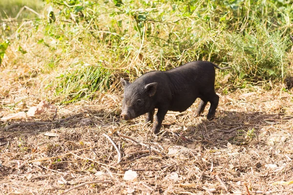 野生の黒いイノシシや豚をクローズ アップ。自然の生息地の野生生物 — ストック写真