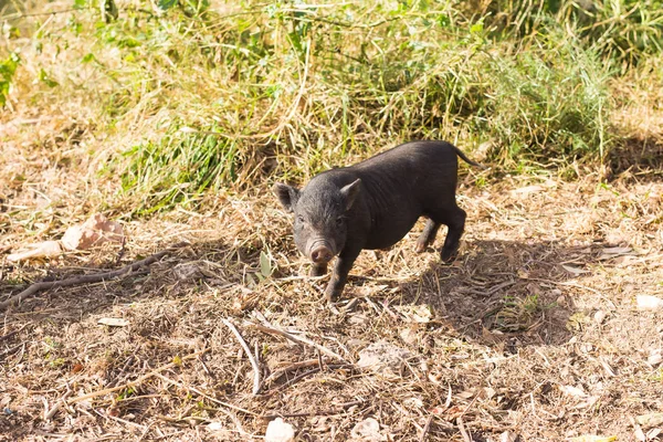 野生の黒イノシシや豚。自然の生息地での野生生物 — ストック写真
