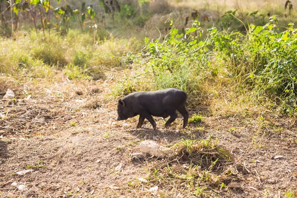 Wildschweinbaby — Stockfoto