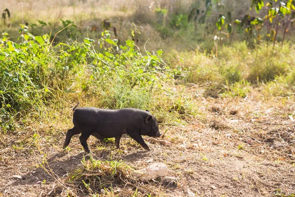 Schwarzwild oder Schwein aus nächster Nähe. Wildtiere in natürlichem Lebensraum — Stockfoto