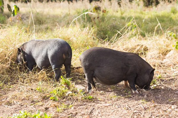 Vilda svart vildsvin eller gris närbild. Vilda djur i naturliga livsmiljö — Stockfoto