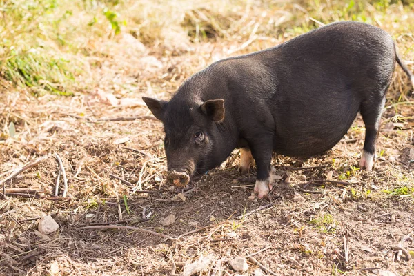 野黑野猪或猪在草地上行走。自然栖息地的野生动物 — 图库照片