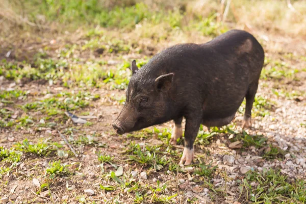 Jabalí negro salvaje o cerdo de cerca. Vida silvestre en hábitat natural —  Fotos de Stock
