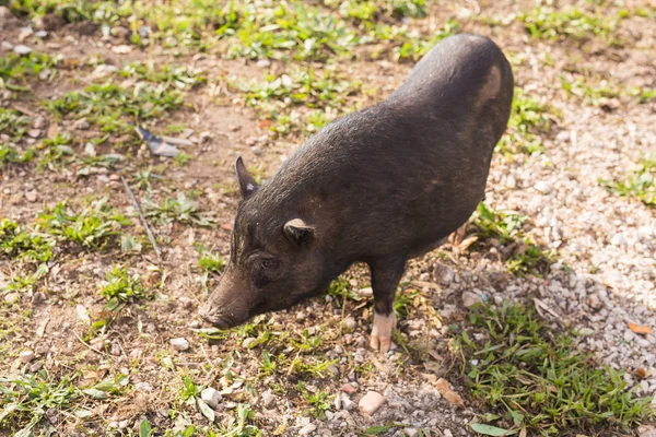 Jabalí negro salvaje o cerdo de cerca. Vida silvestre en hábitat natural — Foto de Stock