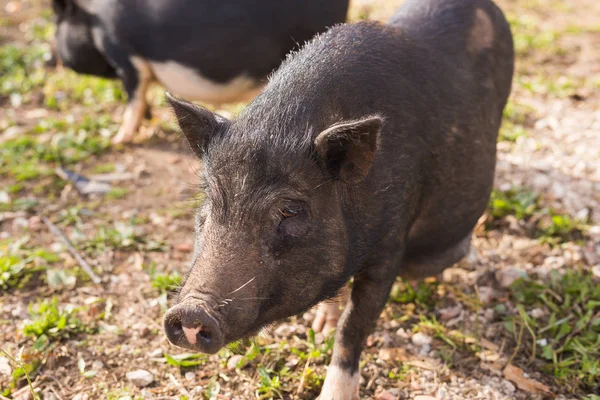 Дикий черный кабан или свинья, идущие по лугу. Дикая природа в естественной среде обитания — стоковое фото