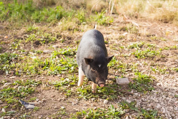 Vilda svart vildsvin eller gris gå på ängen. Vilda djur i naturliga livsmiljö — Stockfoto