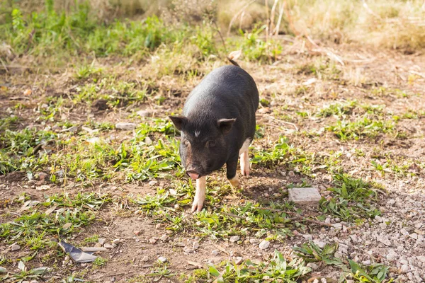 Baby wilde varkens — Stockfoto