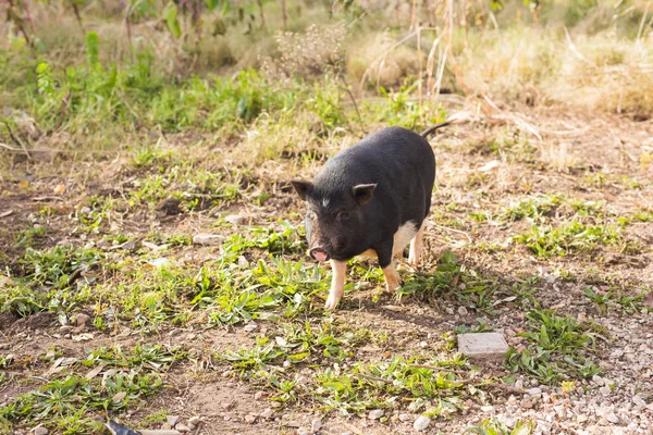 Jabalí negro salvaje o cerdo. Vida silvestre en hábitat natural —  Fotos de Stock