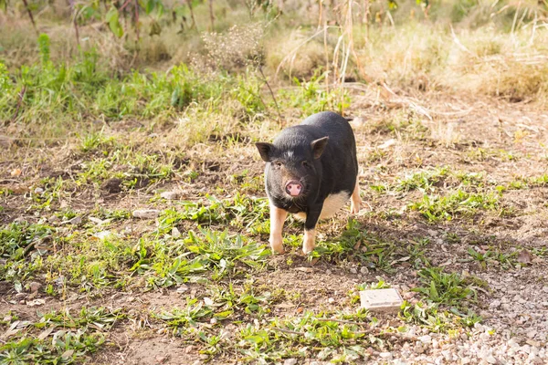 Jabalí negro salvaje o cerdo de cerca. Vida silvestre en hábitat natural — Foto de Stock