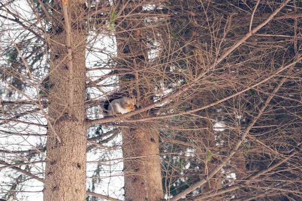 Mókus a fán, a parkban — Stock Fotó