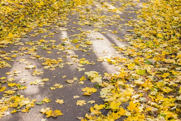 Оранжевые и желтые осенние листья на асфальте — стоковое фото