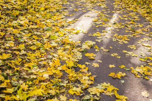 Hojas de otoño de color naranja y amarillo sobre asfalto —  Fotos de Stock