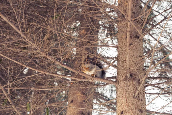 Scoiattolo sull'albero nel parco — Foto Stock