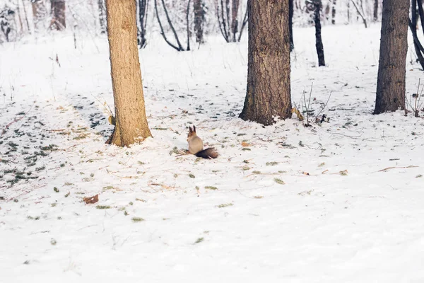 Aranyos vörös mókus a hóban-a tél fa ül. — Stock Fotó