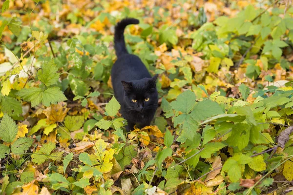 Katt i höst park. Svart katt sitter på bladen — Stockfoto