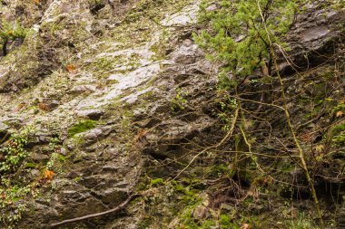 Sonbahar Manzara Doğa Troodos Dağları, Kıbrıs