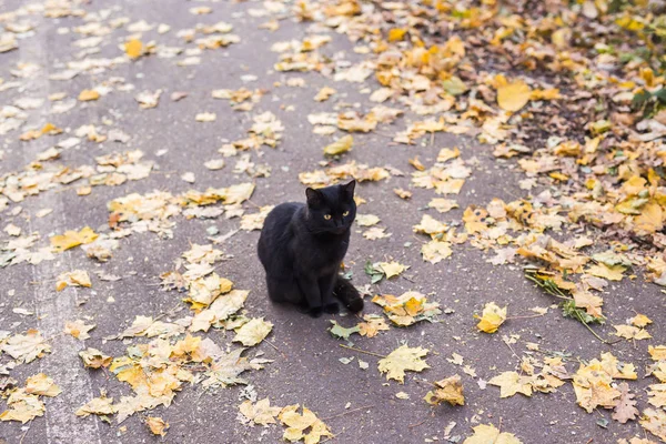 Kot w jesienny park. Czarny kot siedzi na liściach — Zdjęcie stockowe