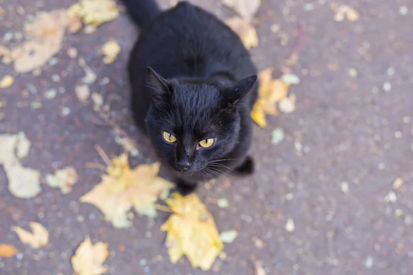 Katt i höst park. Svart katt sitter på bladen, ovanifrån — Stockfoto