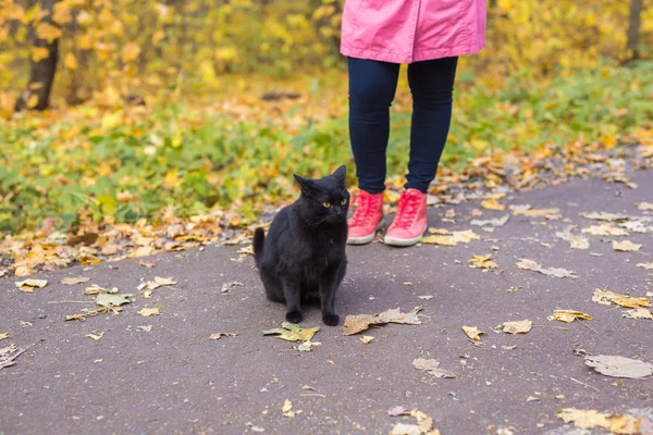 Haustiere, Herbst und Menschen Konzept - Nahaufnahme einer Frau fand die schwarze Katze — Stockfoto