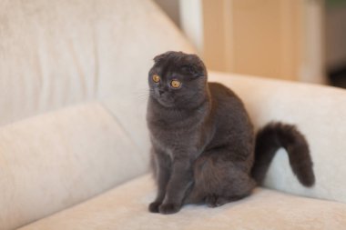 İskoç Fold evde koltukta oturan kedi