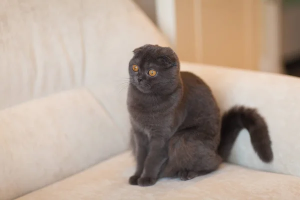 Scottish Fold Cat sentado no sofá em casa — Fotografia de Stock