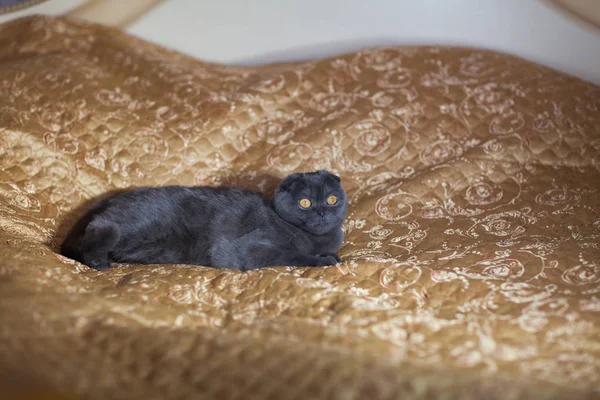 Scottish Fold Cat așezat pe un pat acasă — Fotografie, imagine de stoc