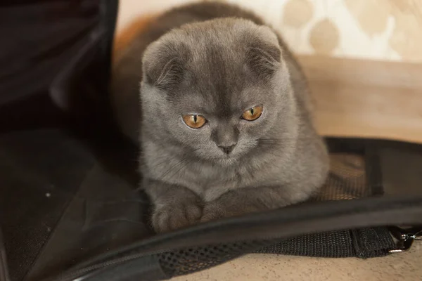 Scottish Fold Cat sitting on the floor at home — Stock Photo, Image