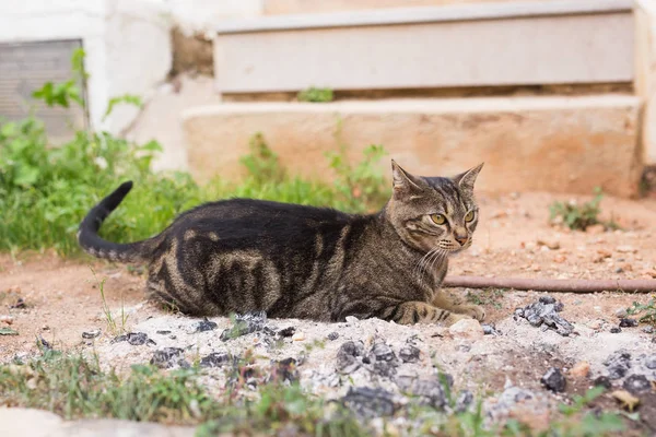 Evsiz hayvanları - şirin kedi açık havada kavramı — Stok fotoğraf