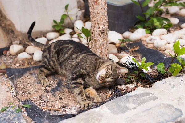 Evsiz hayvanları - şirin kedi açık havada kavramı — Stok fotoğraf